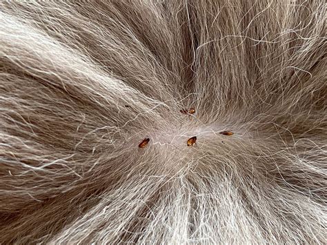 Do Lice Live on Furniture? And Why Do They Prefer Your Couch Over Your Hair?