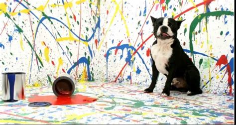 Is Acrylic Paint Toxic to Dogs? And Why Do Dogs Love Chewing on Paintbrushes?