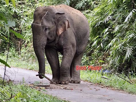 Vườn Quốc Gia Songhua -  Nơi Thánh Vật Thiên Nhiên Tỏa Sáng và Niềm Hạnh Phúc Của Chú Chim Nhỏ!